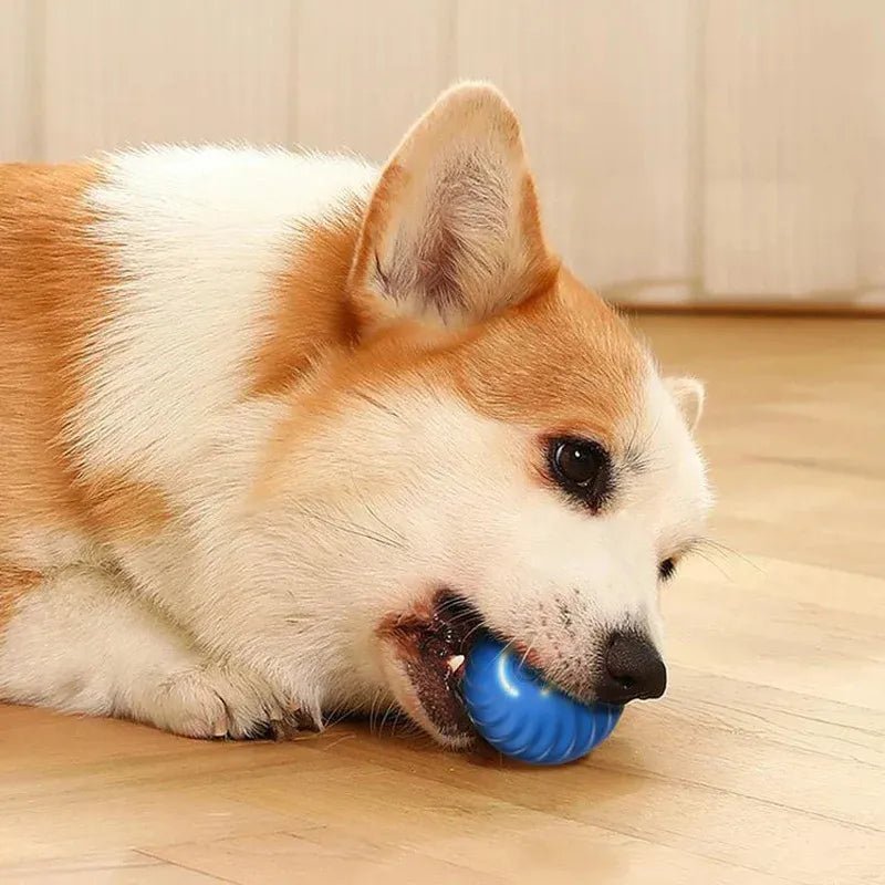 Smart USB Jumping Ball Toy - PAW